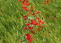 Coquelicots - Digne (2007)