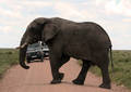 Safari dans le Parc du Seregenti - Tanzanie (2008)