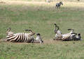 Safari dans le Parc du Seregenti - Tanzanie (2008)