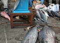 Pêcheurs sur le trottoir du marché de Stone Town - Zanzibar (2008)