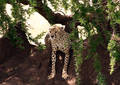 Safari dans le Parc du Seregenti - Tanzanie (2008)