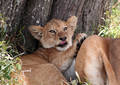 Safari dans le Parc du Seregenti - Tanzanie (2008)