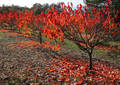 Couelurs d'automne - Bédoin (2009)