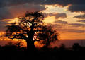 Baobab au couchant - Tanzanie (2008)