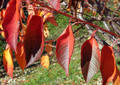 Feuilles d’automne - Bédoin (2009)