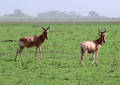 Safari dans le Parc du Seregenti - Tanzanie (2008)