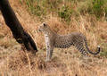 Safari dans le Parc du Seregenti - Tanzanie (2008)