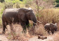 En famille - Tanzanie(2008)