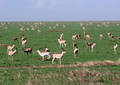 Safari dans le Parc du Seregenti - Tanzanie (2008)