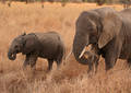 Safari dans le Parc du Tarangire - Tanzanie (2008)