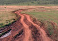 Piste dans le parc du Sérégenti - Tanzanie (2008)