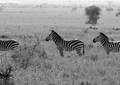 Safari dans le Parc du Seregenti - Tanzanie (2008)