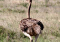 Safari dans le Parc du Seregenti - Tanzanie (2008)