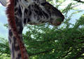 Safari dans le Parc du Seregenti - Tanzanie (2008)