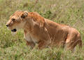 Safari dans le Parc du Seregenti - Tanzanie (2008)