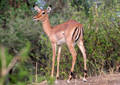 Safari dans le Parc du Tarangire - Tanzanie (2008)