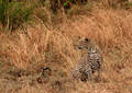 Safari dans le Parc du Seregenti - Tanzanie (2008)