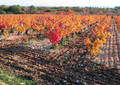 Vignes d'automne - Bédoin (2009)