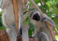 Velvet on the branch - Tanzanie(2008)