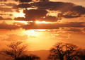 Safari dans le Parc du Tarangire - Tanzanie (2008)