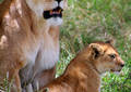 Safari dans le Parc du Seregenti - Tanzanie (2008)