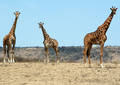 Safari dans le Parc du Seregenti - Tanzanie (2008)