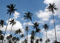 Palmiers - Zanzibar (2008)