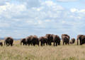 Safari dans le Parc du Seregenti - Tanzanie (2008)