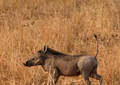 Safari dans le Parc du Tarangire - Tanzanie (2008)