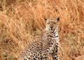 Safari dans le Parc du Seregenti - Tanzanie (2008)