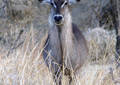 Safari dans le Parc du Tarangire - Tanzanie (2008)