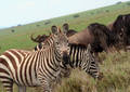 Safari dans le Parc du Seregenti - Tanzanie (2008)