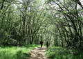 Promenade sous les bois - Digne (2007)