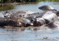 Hippos dans l’eau - Tanzanie  (2008)