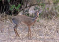 Safari dans le Parc du Tarangire - Tanzanie (2008)