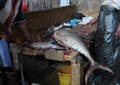 Poissonnier sur le marché de Stone Town - Zanzibar (2008)