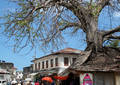 Baobab dans le centre de Stone Town - Zanzibar (2008)