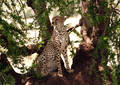 Safari dans le Parc du Seregenti - Tanzanie (2008)