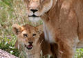 Safari dans le Parc du Seregenti - Tanzanie (2008)