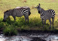 Safari dans le Parc du Seregenti - Tanzanie (2008)